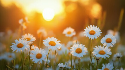 Bright daisies blooming in a field during a stunning sunset on a warm evening © olegganko