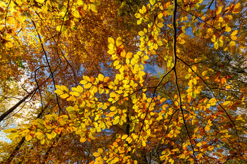Colorful autumn leaves of trees in the park close-up, colorful background