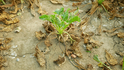 Drought sugar beet dry field land Beta vulgaris altissima garden, very drying up soil cracked...