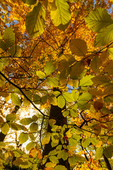 Colorful autumn leaves of trees in the park close-up, colorful background
