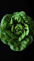 Obraz premium a single lettuce