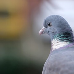 Ringeltaube in Dreiviertelansicht mit Blick auf die Stadt