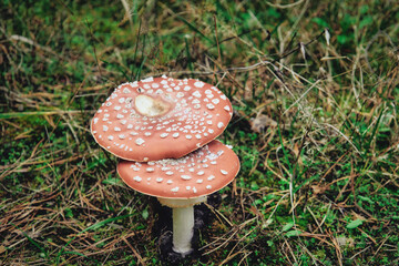 Fliegenpilz - amanita muscaria fly agaric - Mushroom in the Woods	