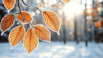 Obraz premium Sunlight filters through golden-brown beech branches, highlighting frost-covered leaves against a blurred backdrop of snow, creating a serene winter atmosphere
