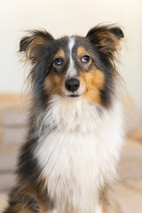 Cute grey brown tricolor dog sheltie in home. Shetland sheepdog indoor