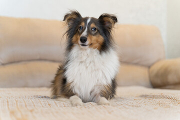 Cute grey brown tricolor dog sheltie in home. Shetland sheepdog indoor