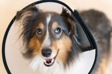 Cute grey brown tricolor dog sheltie in vet elizabethan collar in home. Shetland sheepdog indoor. Veterinary treatment, medicine