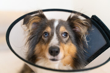 Cute grey brown tricolor dog sheltie in vet elizabethan collar in home. Shetland sheepdog indoor....