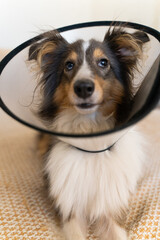 Cute grey brown tricolor dog sheltie in vet elizabethan collar in home. Shetland sheepdog indoor. Veterinary treatment, medicine