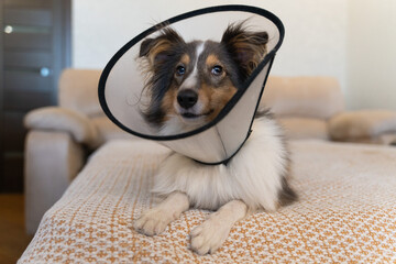 Cute grey brown tricolor dog sheltie in vet elizabethan collar in home. Shetland sheepdog indoor. Veterinary treatment, medicine