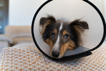 Cute grey brown tricolor dog sheltie in vet elizabethan collar in home. Shetland sheepdog indoor. Veterinary treatment, medicine