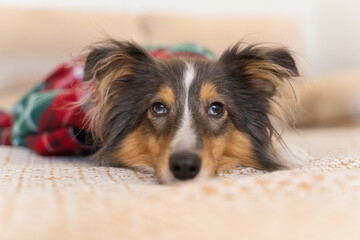Cute grey brown tricolor dog sheltie covered with a warm checkered blanket in home. Shetland sheepdog indoor