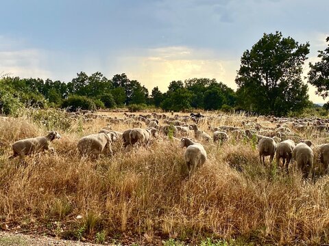 Reba&ntilde;o de ovejas en el campo atravesando el pasto y comiendo, se alejan escondidas entre los matojos de hierbas. &aacute;rboles de encinas al fondo. D&iacute;a de sol nubes y cielo azul. Atardecer. Destino, viaje. 