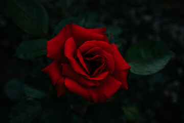 Romance of Rose