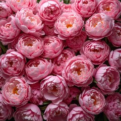 Obraz premium Lush pink peony flowers creating a vibrant and romantic backdrop