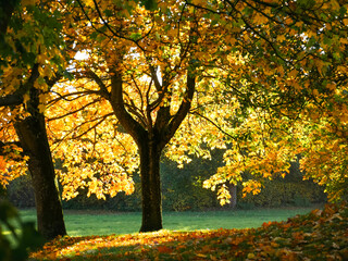Obraz premium Beautiful golden Maple tree