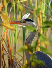 Gray heron