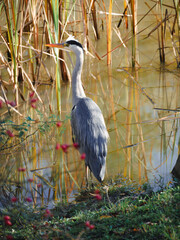 Gray Heron