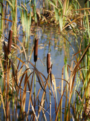 Bulrush and reeds in a pond. Water landscape photography.
