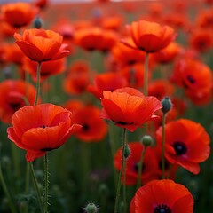 Naklejka premium Vibrant red poppies against lush green stems creating a bold floral background