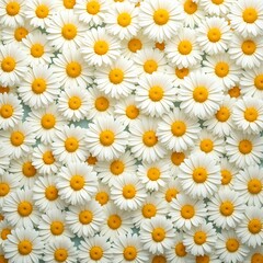 Fototapeta premium Fresh white daisies with yellow centers creating a playful floral background
