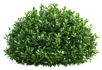Obraz premium PNG Real garden bushes plant vegetation landscape.