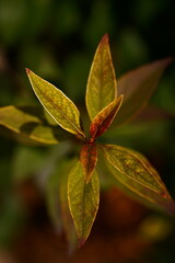 The splendor and vibrant colors of autumn; leaves of forsythia; Forsythia Lynwood