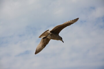 Obraz premium A lone seagull glides through the sky with its wings fully spread, against a backdrop of soft clouds and open blue sky, embodying freedom and grace in flight. Birdwatching
