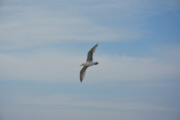 Fototapeta premium A lone seagull glides through the sky with its wings fully spread, against a backdrop of soft clouds and open blue sky, embodying freedom and grace in flight. Birdwatching
