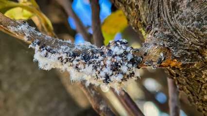 Colony of Eriosoma lanigerum, the woolly apple aphid, woolly aphid or American blight, an aphid in...