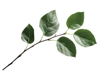 Fototapeta premium A branch with vibrant green leaves, showcasing the beauty of nature,Isolated on transparent background