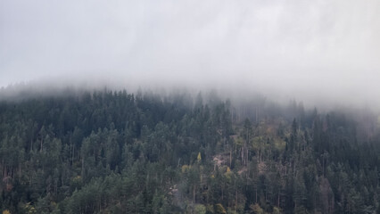 A dense forest covered in a thick layer of fog. The trees are mostly dark green conifers, with a few deciduous trees visible. The sky is overcast and gray.
