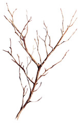Obraz premium PNG Dry branchs art illustration tree.