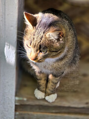 A tabby cat with white paws sits on a wooden surface, looking down with a curious expression. The cat has a brown and black coat and bright green eyes. Sunlight illuminates the cat's face.
