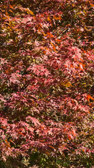 Naklejka premium Japanese maple tree with vibrant red and orange foliage. The leaves are delicate and lacy, creating a intricate pattern. The background is blurred, focusing on the leaves.