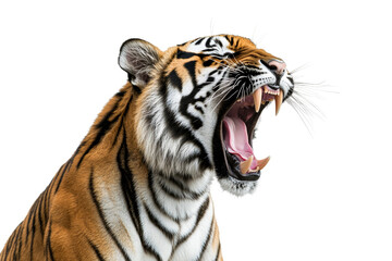 Obraz premium Fierce tiger roaring with teeth bared, showcasing its powerful presence against,Isolated on transparent background