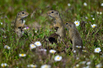 European ground squirrel // Europäischer Ziesel (Spermophilus citellus)