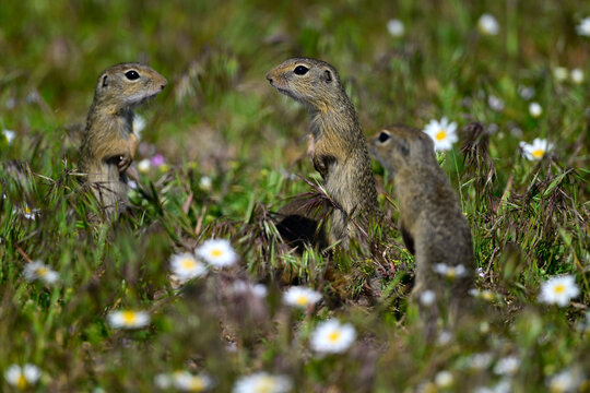 European ground squirrel // Europ&auml;ischer Ziesel (Spermophilus citellus)