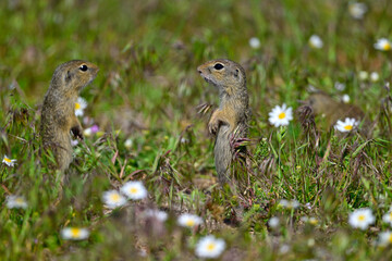 Europäischer Ziesel // European ground squirrel (Spermophilus citellus)