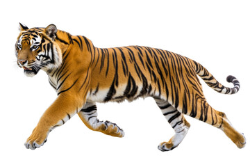 Obraz premium Majestic tiger in motion, showcasing its striking orange coat and powerful stature against,Isolated on transparent background