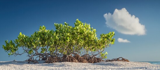 Lush green mangrove tree with exposed roots on a sandy beach with a white cloud in a blue sky.