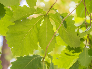 Oak branches with green and yellow leaves in autumn park.