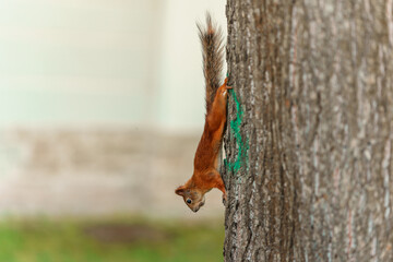 A squirrel on a tree trunk in the park.