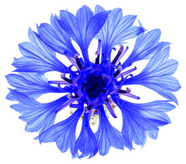 Blue cornflower flower head isolated on a white background. Cornflower herb or bachelor button flower.