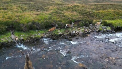 duck deer leading herd doe deers across mountain river scotland agility grace animals drone uk aerial scenic nature landscape exploration outdoor beauty visuals videography filmmaking 