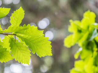 Oak branches with green and yellow leaves in autumn park.