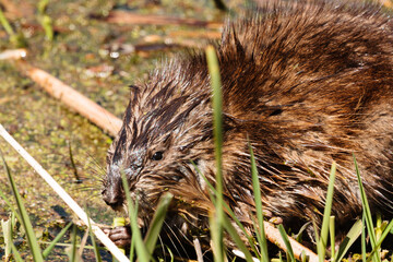 Muskrat chewing on shoreline grasses within the Horicon National Wildlife Refuge, Wisconsin, in early spring