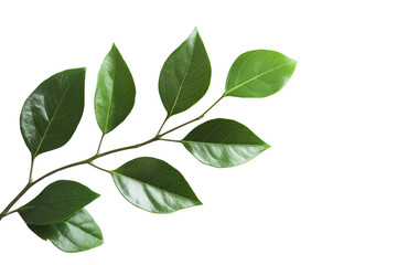 Fototapeta premium Vibrant green leaf branch against , showcasing beauty of nature's foliage,Isolated on transparent background