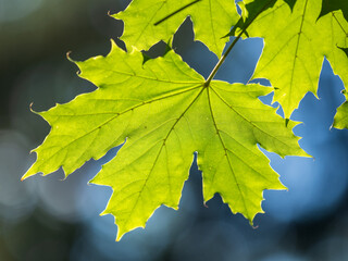 Maple branches with green and yellow leaves in autumn, in the light of sunset.