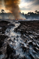 Smoke rising from the charred forest ground. Forest fires, burning and smoldering of peat soil